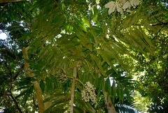 Brassiophoenix drymophloeoides