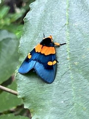 Egybolis vaillantina