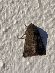 Aporophyla chioleuca