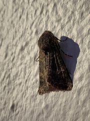 Aporophyla chioleuca