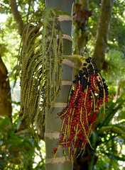 Pinanga batanensis
