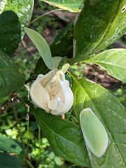 Magnolia coco