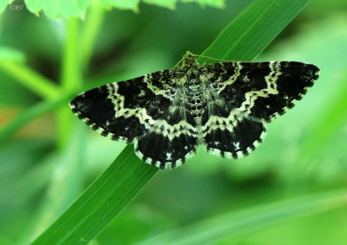 Žiedinė Cidarija nuotrauka