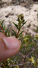 Diosma aspalathoides