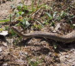 Vipera aspis zinnikeri