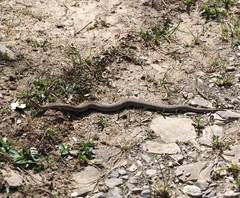 Vipera aspis zinnikeri
