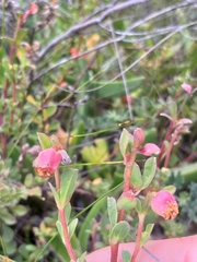 Hermannia ternifolia