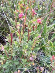 Hermannia ternifolia