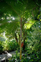 Pinanga batanensis