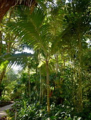 Pinanga batanensis