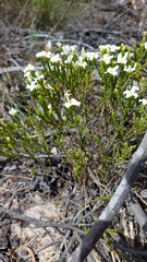 Lachnaea grandiflora