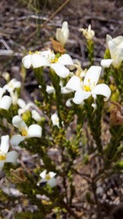 Lachnaea grandiflora