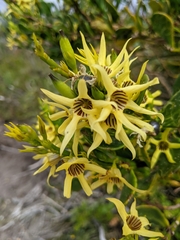 Anthocercis littorea