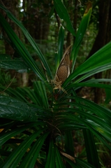 Pandanus beguinii