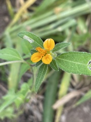 Sclerocarpus phyllocephalus