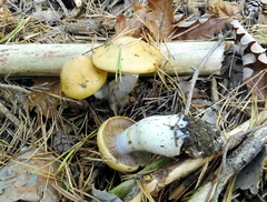 Cortinarius delibutus