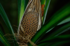 Pandanus beguinii