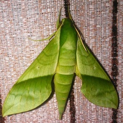 Xylophanes tyndarus