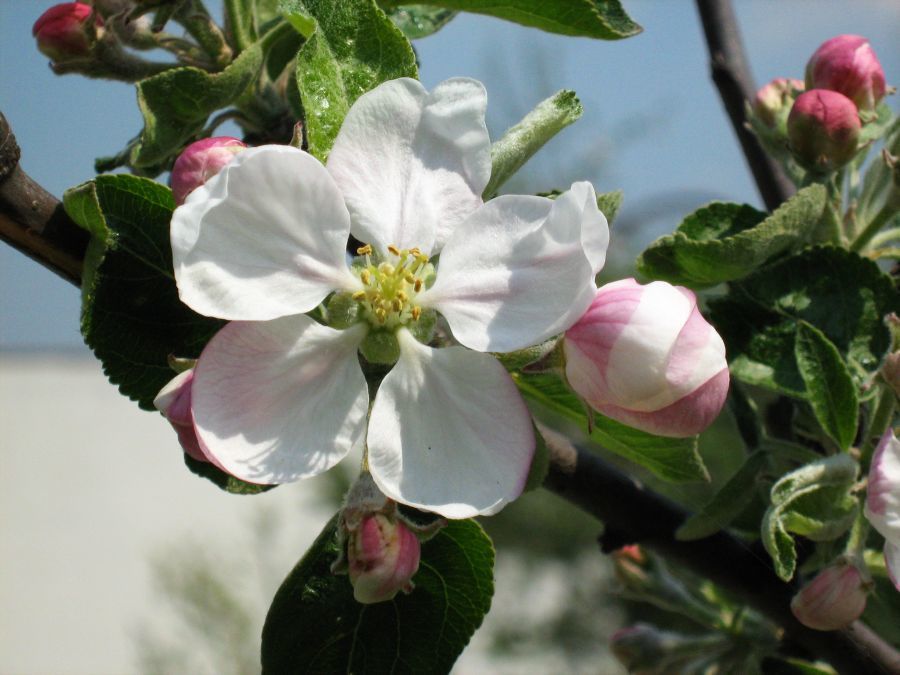 Malus X asiatica