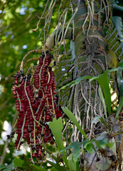 Pinanga insignis