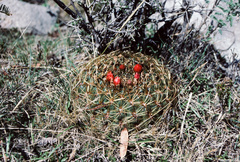Oroya peruviana