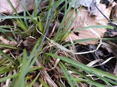 Carex communis