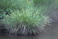 Juncus effusus solutus