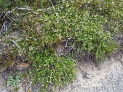 Platysace compressa
