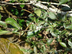 Photinia parvifolia