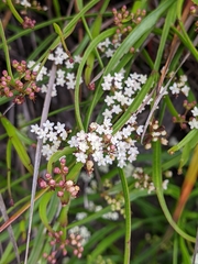 Platysace compressa