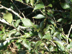 Photinia parvifolia