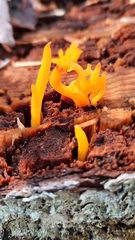 Calocera furcata