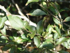 Photinia parvifolia