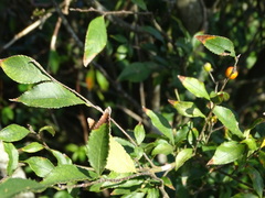 Photinia parvifolia