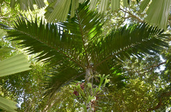 Pinanga insignis