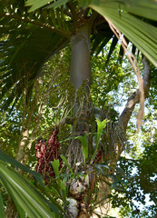 Pinanga insignis