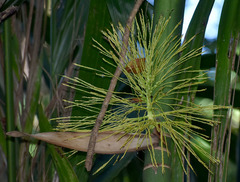 Areca concinna
