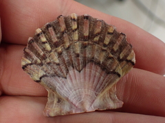 Pecten jacobaeus