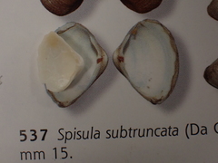 Spisula subtruncata