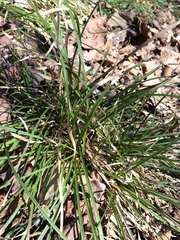 Carex communis