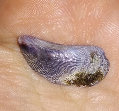 Brachidontes