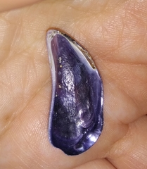 Brachidontes