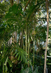 Areca concinna