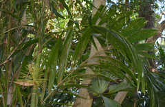 Areca concinna