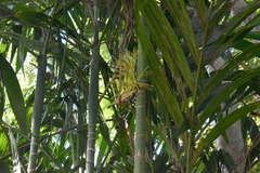 Areca concinna
