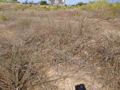 Polygonum equisetiforme