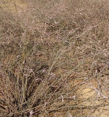 Polygonum equisetiforme