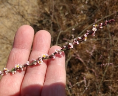 Polygonum equisetiforme