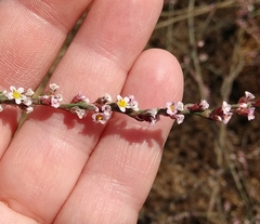 Polygonum equisetiforme