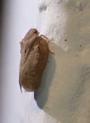 Melormenis